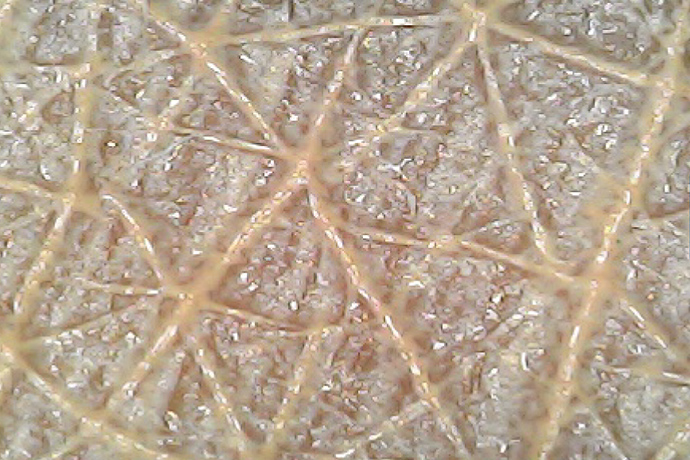 ファンデーションを塗布した肌（UFB洗浄前）